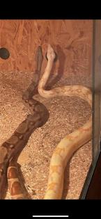 Zwei Boa Constrictor abzugeben