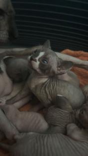 Liebevolle Sphynx Kätzchen abzugeben