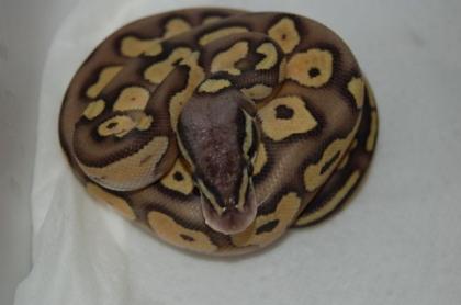 Python regius NZ 2021 Butter, Butterpastel, Lesser und Pastel