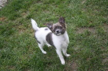 Seltene farben Chihuahua Welpen abzugeben Ahnentafel EuPass