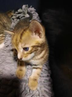 Reinrassige Bengal Kitten