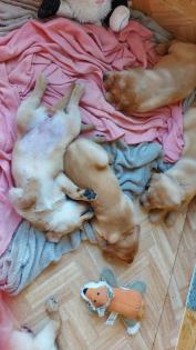 Unsere süßen Labrador Welpen