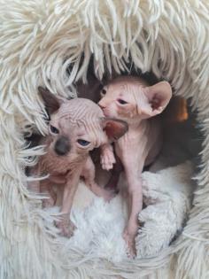 Sphynx Kitten