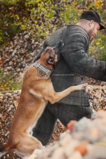 Malinois Welpen mit Ahnentafel