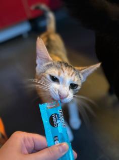 Orientalisch Kurzhaar Katze