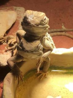 Bartagamenpärchen mit Terrarium und Zubehör