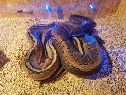 Verkaufe meine 2 Königspythons mit Zubehör