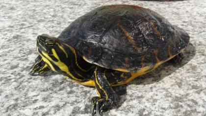 3 gesunde Schmuckschildkröten abzugeben