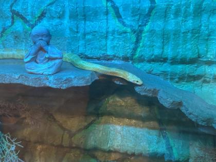 Kornnatter inkl. Terrarium