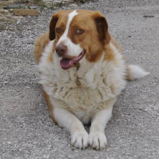 Bitsie sucht ein Zuhause