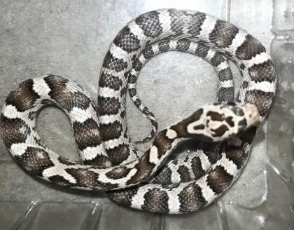 Hübsche Kornnatterbabys anery und ghost