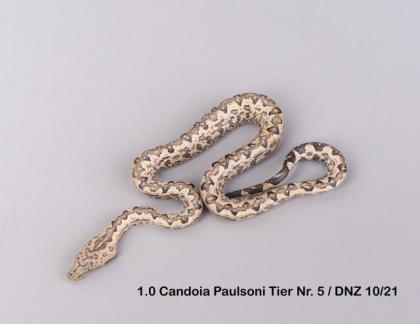 Candoia Paulsoni St. Isabel Nachzuchten