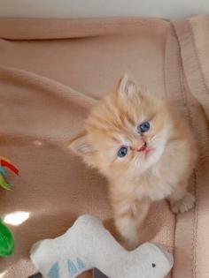 Perser kitten mit Nase