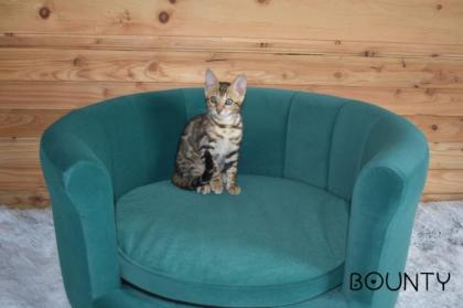Bengalkätzchen Bounty und Katerchen Bo suchen noch ihr Traumzuhause