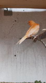 Kannarienvögel intensiv rot und Mosaik