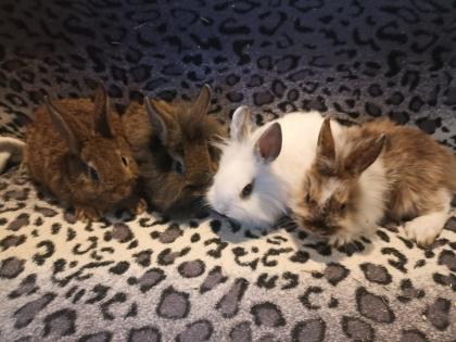 Zwergkaninchen und Meerschweinchen aus langjähriger Hobbyzucht