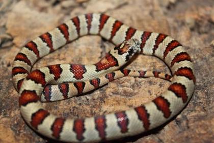 Lampropelzis Californiae High White / Leonis