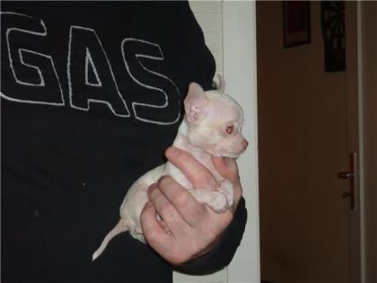 Extra mini chihuahua