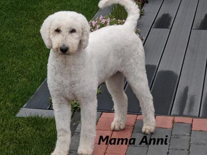 Labradoodlewelpen