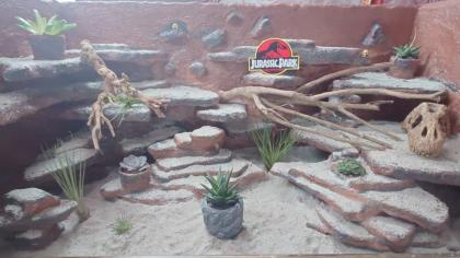Halsbandleguan mit terrarium
