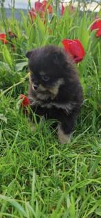 Pomeranian zwergspitz welpen blue merle black tan