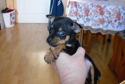 Mini Zwergpinscher