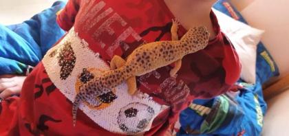 Leopardengecko Familie sucht neue und gemütliche zuhause