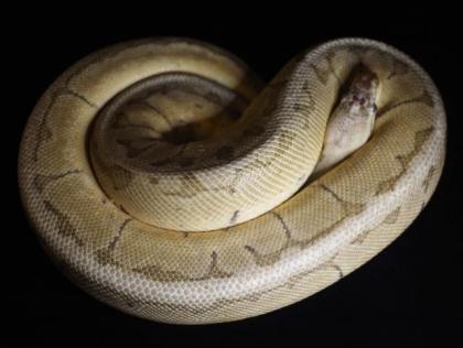 Königdpythons Adult, Alle Proven Breeder