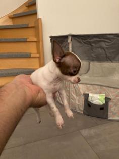 Chihuahua Welpen Mini