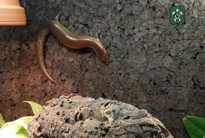 1, 2 Lygosoma corpulentum