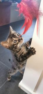 Süsse Bengal Kitten mit Stammbaum