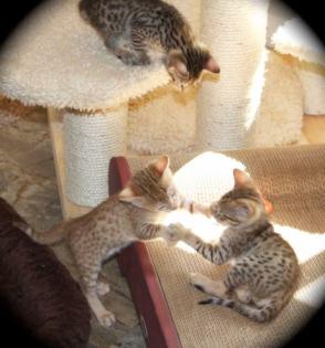 Bengalen und Bengalinen Bengal Kitten Katzen Kater Katze