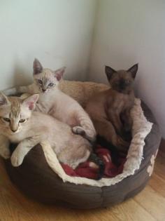 4 kleine Tonkanesen