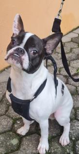 Französische Bulldogge