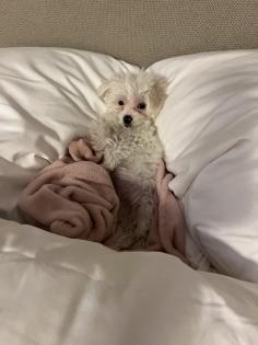 Maltipoo Welpe zu verkaufen
