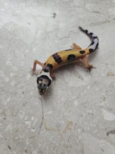 Tolle Leopardgecko Jungtiere aus 2023