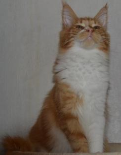 Maine Coon Youngster in red tabby w white mit Stammbaum