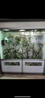 Pantherchamäleon mit Terrarium