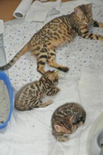 Bengalkatzen, Bengalen, Kätzchen, Katzen, Kitten, Katzenbabys, Tiere, Rassekatze