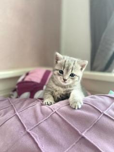 BKH babykatzen Kitten