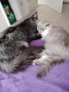 Deckkater MaiCoon Perser Mischling