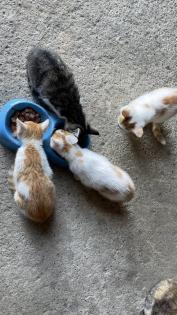 2 süße Katzenbabys abzugeben