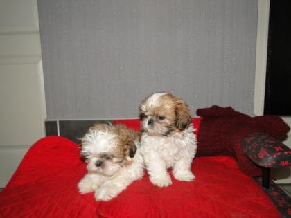2 süsse shih tzu welpen