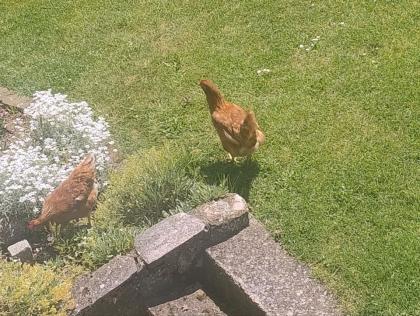 Tierkommunikation, Tiergespräch beliebiger Betrag