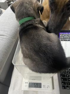 11 Süße Malinois Welpen suchen ein neues Zuhause