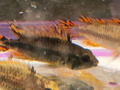 Kakadu Zwergbuntbarsch Pärchen 20 Euro