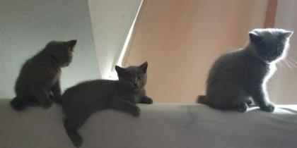 Britisch Kurzhaar Kitten