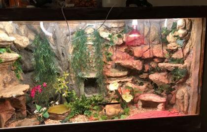 Königspythons mit Terrarium und Zubehör in gute Hände abzugeben