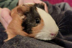 OSKAR - Meerschweinchen - männlich 16. 09. 2024 Glatthaar Kastriert