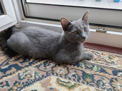 Kater, grau 4, 5 Monate